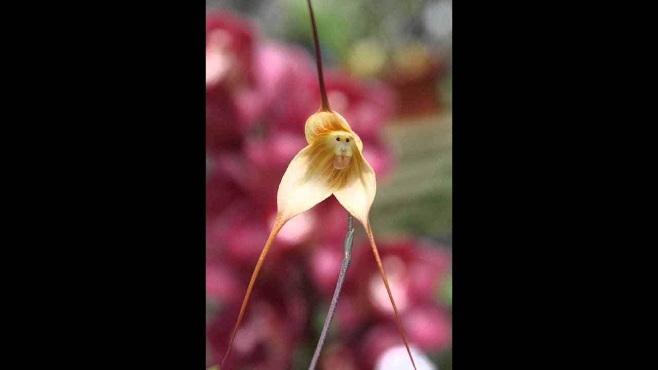 Affengesicht Orchidee Dracula Simia Youtube
