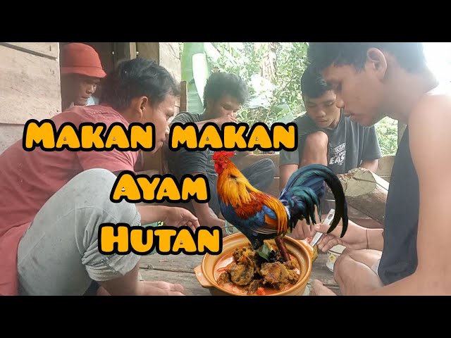 ngebolang!!kehutan masak masak sama kawan kawan#memikat jaring class=