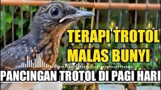 terapi murai trotol ampuh pastinya trotol lain ikut bunyi