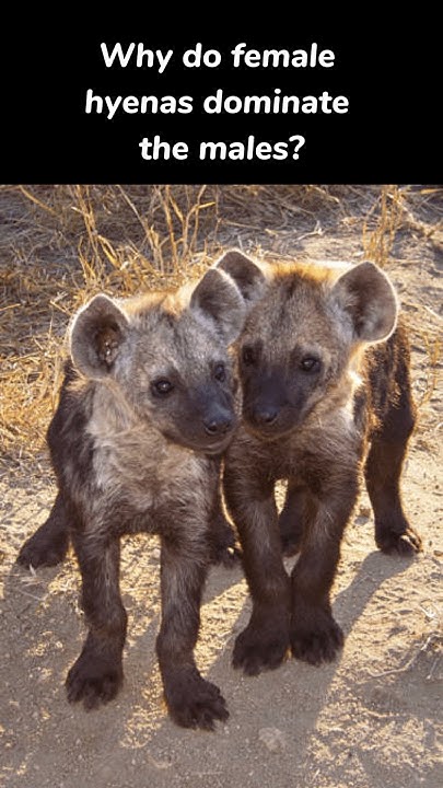 Why do female hyenas dominate the males ?#hyena #wildlife #veterinary #