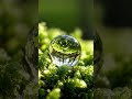 काई का मोती | Moss Crystal Drop 💧 #shorts #nature