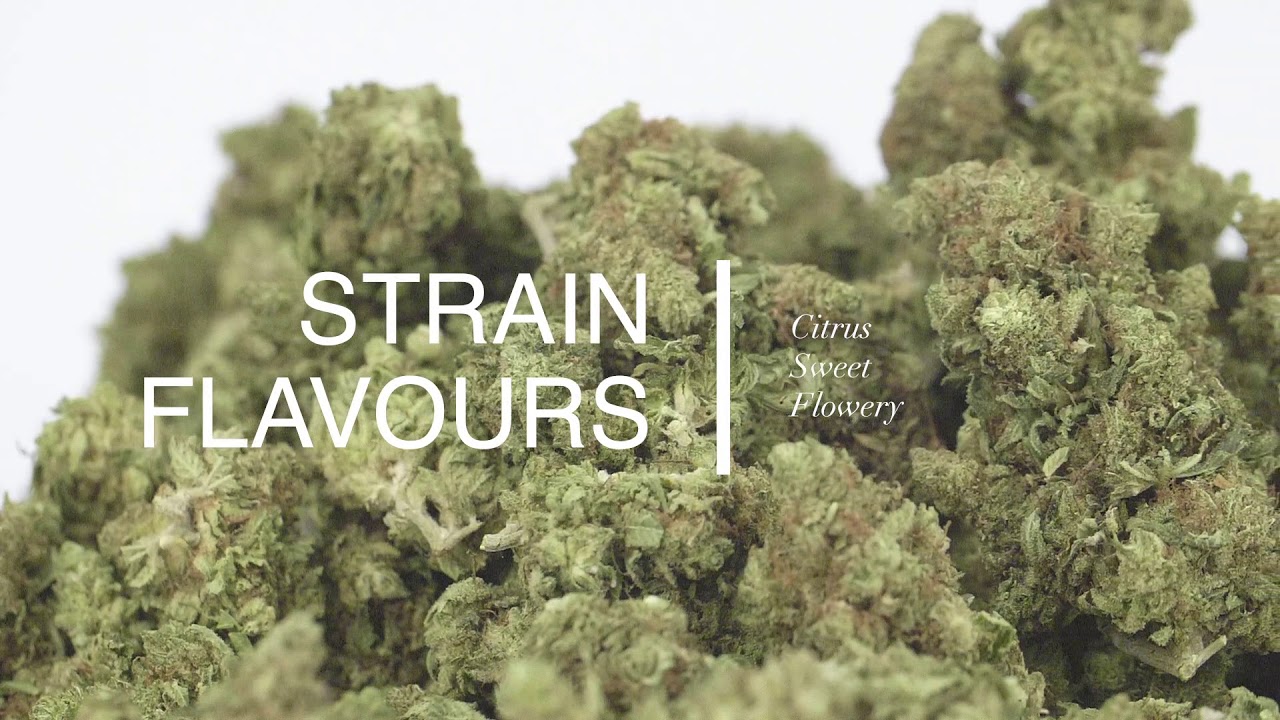 Golden Goat Video Review