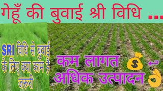 गेहूँ की श्री विधि से बुवाई कैसे करें?How to SRI the wheat method?