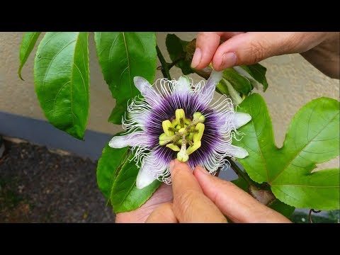 Vidéo: Pas de fruits sur la vigne de la passion - Comment obtenir la vigne de la fleur de la passion à produire