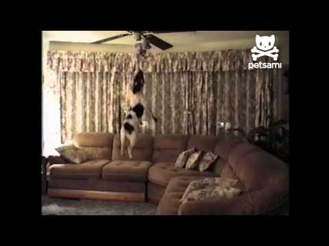 Athletic dog has hops