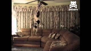 Athletic dog has hops
