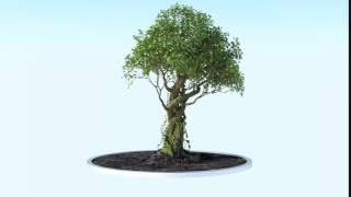 Growing tree animation / Growfx