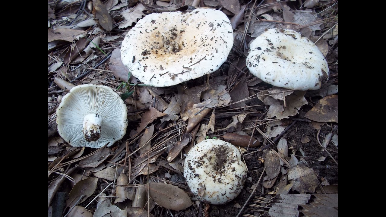 Russula delica