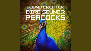 Peacocks Voice screenshot 4