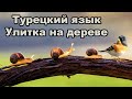 Улитка на дереве