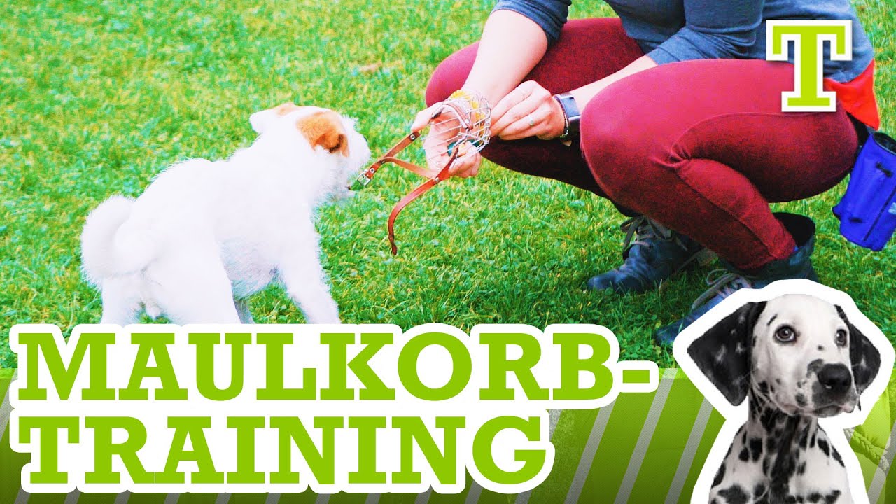 Maulkorbtraining für Einsteiger