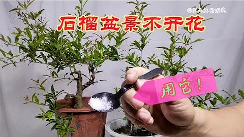 園藝師教你：只需簡單3步！讓石榴盆景開花！結果！一點都不難 - 天天要聞