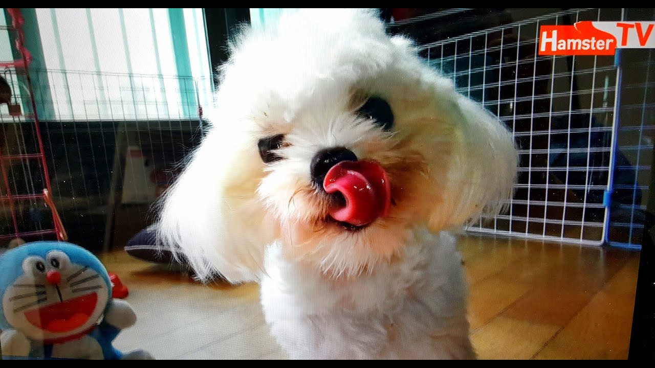 [말티즈]73탄.강아지 밥 잘먹는 비결은?Maltese puppy's secret of eating well? YouTube