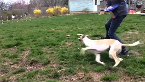 Remy - Frisbee