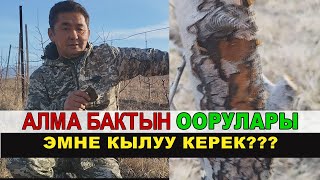 АЛМА БАКТЫН ООРУЛАРЫН БИЛЕСИЗБИ? ЭМНЕ кылуу керек??? КМЦ КЫРГЫЗСТАН