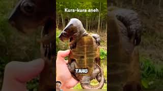 kura-kura aneh #funny $ #turtle #memes #shortsvideo #shorts #tiktok