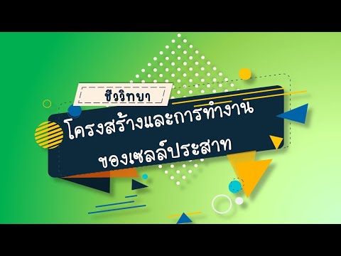 โครงสร้างและการทำงานของเซลล์ประสาท วิชาชีววิทยา ม.6