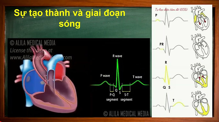 Khử cực và tái cực là gì