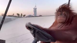 Aphex Twin-Fingerbib (Rambo the Orangutan)