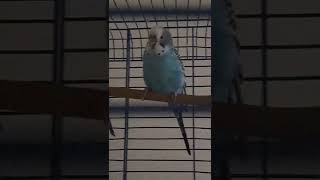 Bana Ferrari Alsana Berkcan