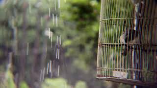 Rain Sounds For Sleeping - 99% Instantly Fall Asleep With Rain And Thunder Sound - Asmr