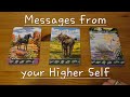 🌼 PICK-A-CARD: What Your HIGHER SELF Wants You to Know ✨️ Soulreading | Daily tarot