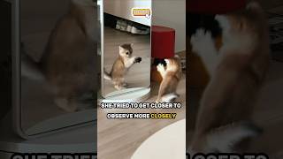 When a Kitty Meets Its 'Magical Shadow' 😺✨ Funny Cat Videos #funnycats #funnyvideo #cats
