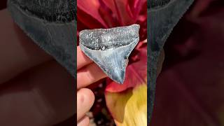 Pretty blue lightning Megalodon shark tooth I found scuba diving in Venice, Florida