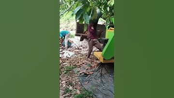 The process of taking cocoa beans. #shorts