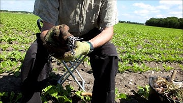 How to set a trap line mole trap