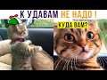 НУ ПОЕХАЛИ К УДАВАМ!))) Приколы с котами | Мемозг 809