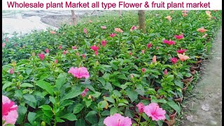 Hibiscus plant Wholesale and Retail Market || ढेरों फूल || Plant Market Kolkata