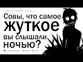 Совы, что самое жуткое вы слышали?