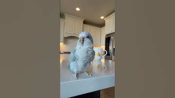 She made her choice 😂 #rescue #bird #auggie #baconpancakes #quakerparrot