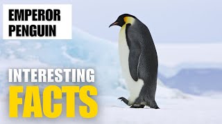 What Are the Most Interesting Facts About Emperor penguins ? |Interesting Facts | The Beast World