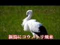 コウノトリ「きずな」　1