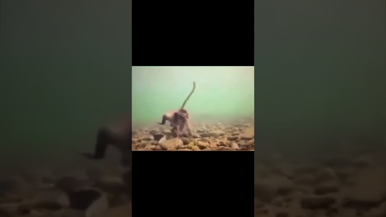 Life could be a dream 