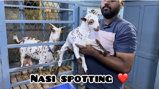 Nasi spotting Barbari kids || Quality Barbari & Bantam goats 🐐 @ BB goats.