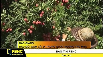 FBNC - Bắc Giang: Đầu mối gom vải đi Trung Quốc ngừng thu mua