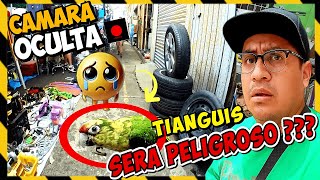 Grabamos A Escondidas El Tianguis Más Loco De La Cdmx Antigüedades, Cháchara Y Animales