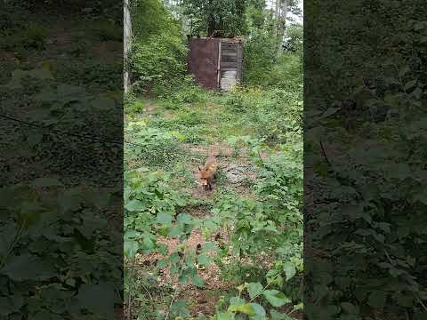 Маленькая ферма. Лиса