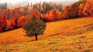 Красивая Музыка Для Души 🍁Осень🍁(Beautiful Autumn) !!! #Autumn