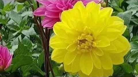 #قراءة للشيخ إبراهيم الاخضر من #سورة القصص الآيات (51-88)