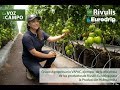 Testimonio Vapac - Sistema hidropónico para Tomate Saladette