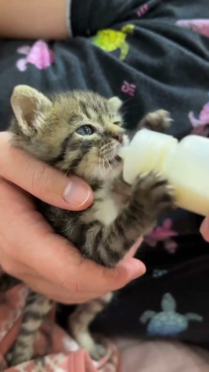 très mignon petite chaton d'amour ❤️❤️❤️❤️❤️