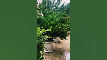 ببار ای بارون Rainy Rain Rainyday 
