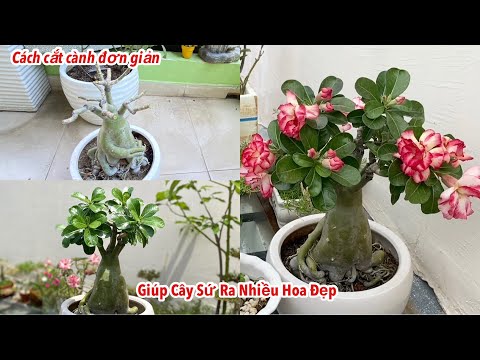 Cách Cắt Cành Đơn Giản Giúp Cây Sứ Thái Ra Nhiều Hoa Đẹp