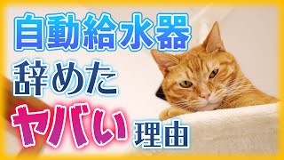 猫に自動給水器を使うのを辞めた理由