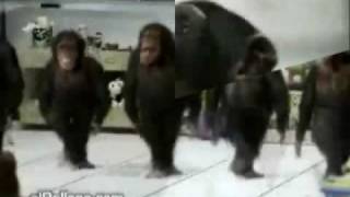 Video thumbnail of "Majmuni Igraju Kolo"