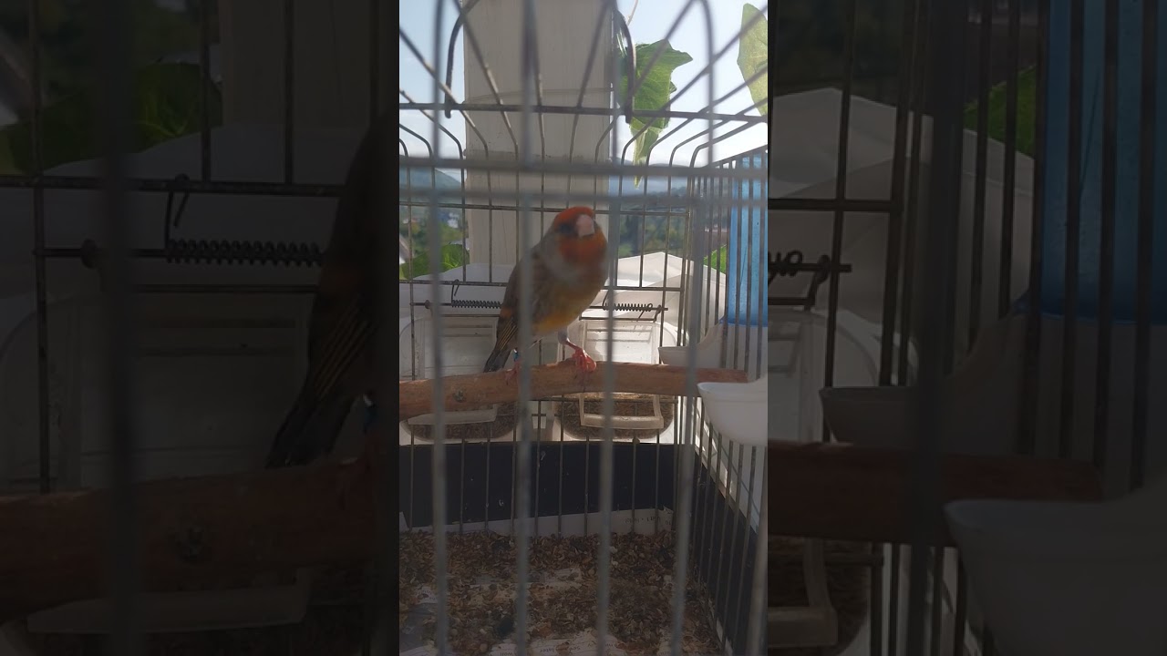 Harika ötüm saka melezi mest eder türden